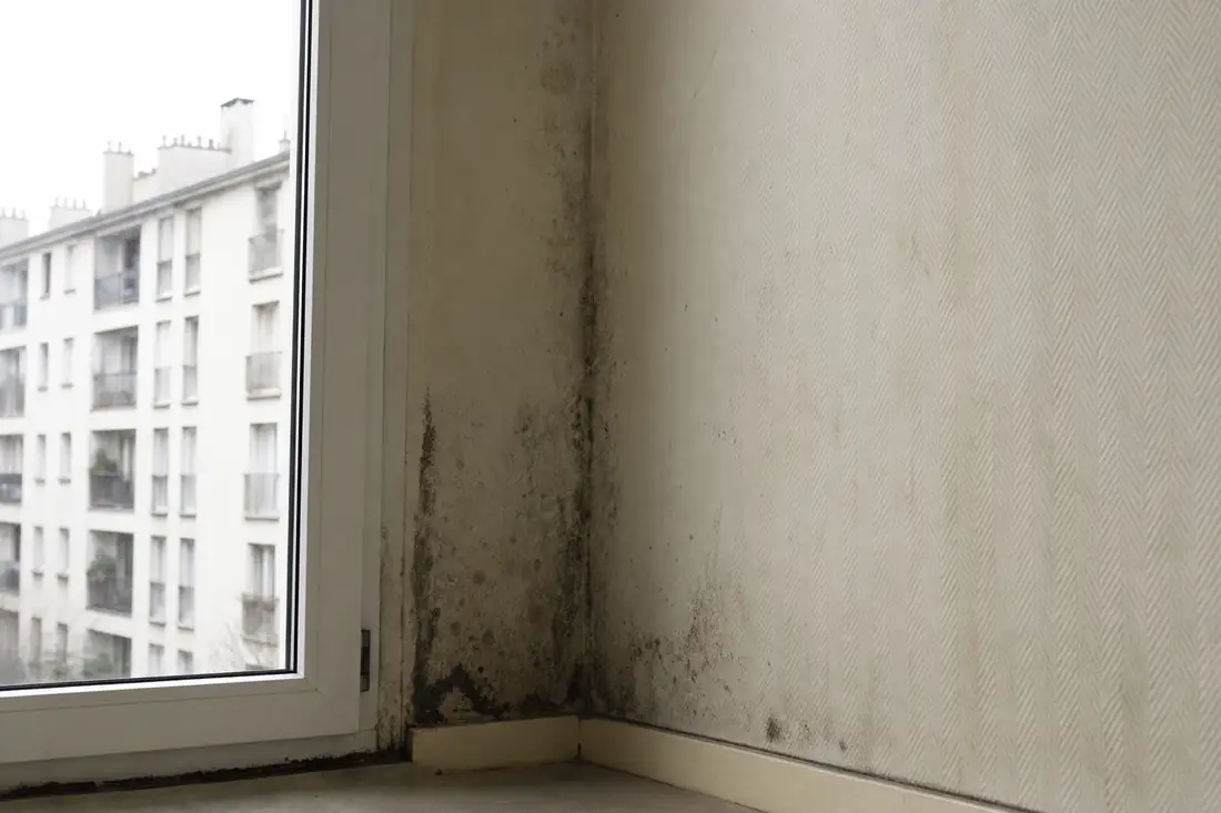 Angle d’un mur de logement locatif présentant des traces d’humidité près d’une fenêtre