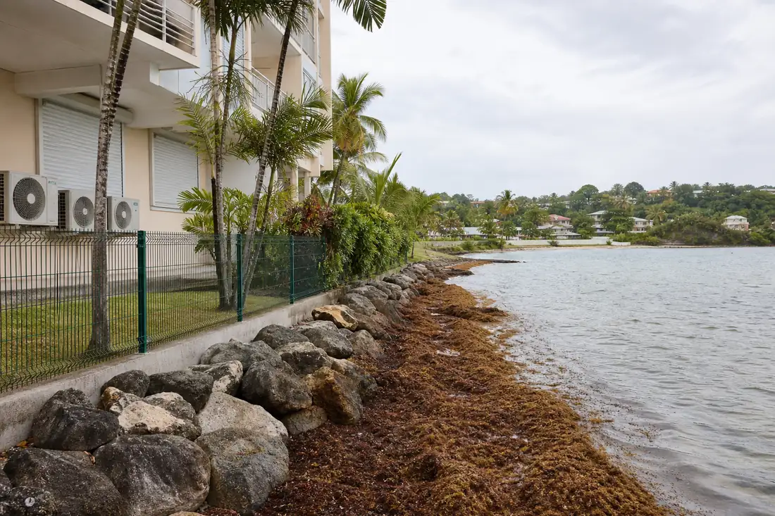 Résidence du littoral martiniquais face à une baie où des sargasses se sont accumulées sur le rivage.
